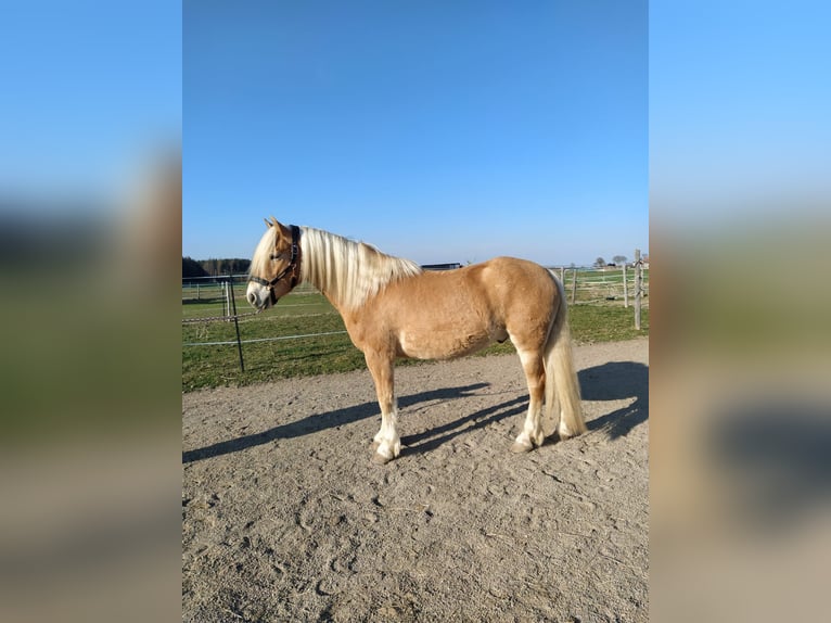 Hafliger Wałach 4 lat 150 cm Kasztanowata in Oberostendorf