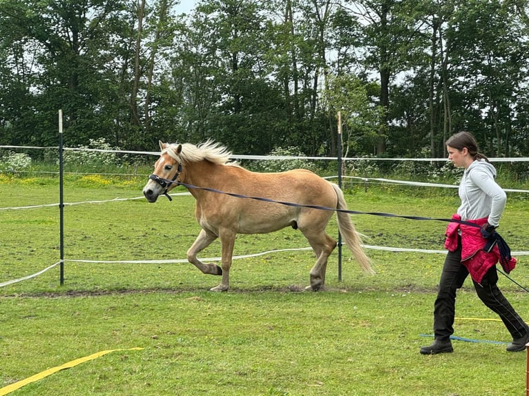 Hafliger Wałach 4 lat 150 cm Kasztanowata in Lindewitt
