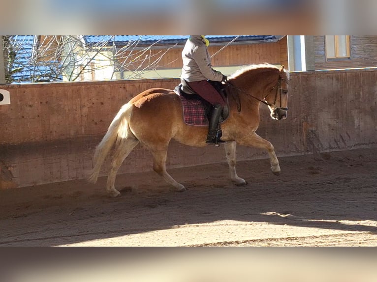 Hafliger Wałach 4 lat 150 cm Kasztanowata in Michelhofen