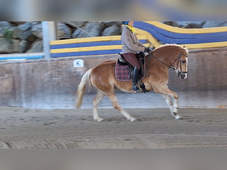 Hafliger Wałach 4 lat 150 cm Kasztanowata in Michelhofen