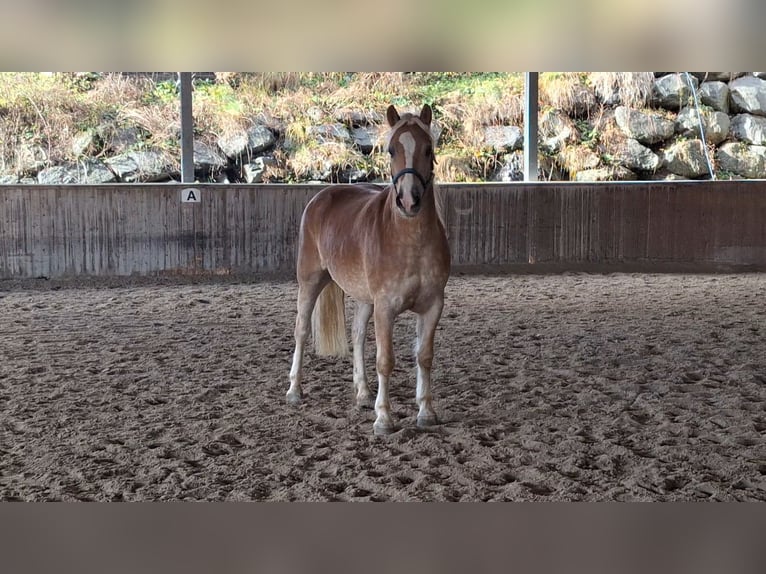 Hafliger Wałach 4 lat 150 cm Kasztanowata in Michelhofen