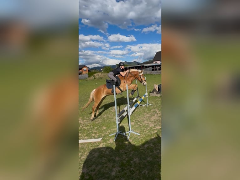 Hafliger Wałach 4 lat 150 cm Kasztanowata in Krieglach