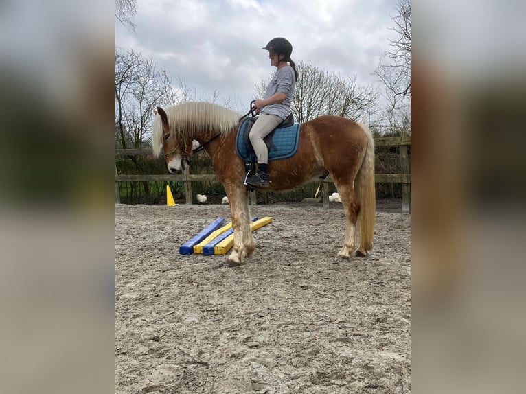 Hafliger Wałach 4 lat 150 cm Kasztanowata in Holtgast