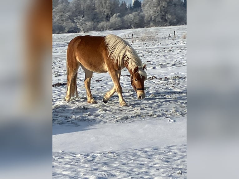 Hafliger Wałach 4 lat 150 cm Kasztanowata in Holtgast