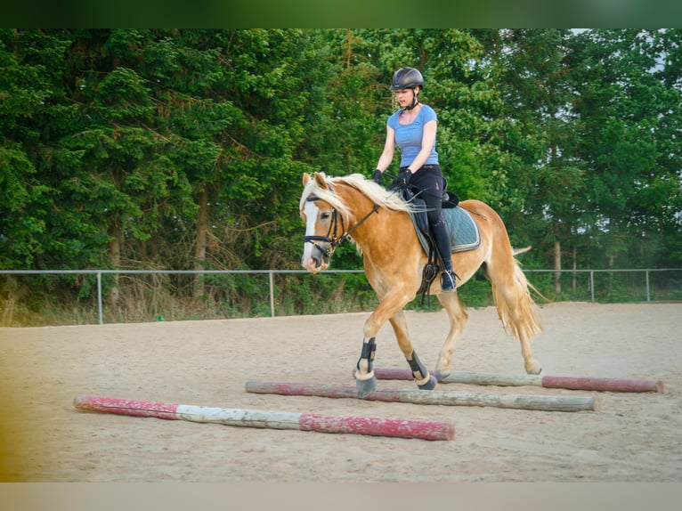 Hafliger Wałach 4 lat 150 cm in Bayreuth