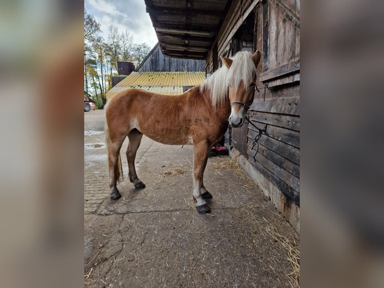 Hafliger Wałach 4 lat 150 cm in Dülmen
