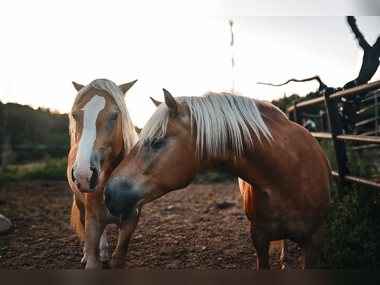 Hafliger Wałach 4 lat 152 cm Kasztanowata in Freistadt