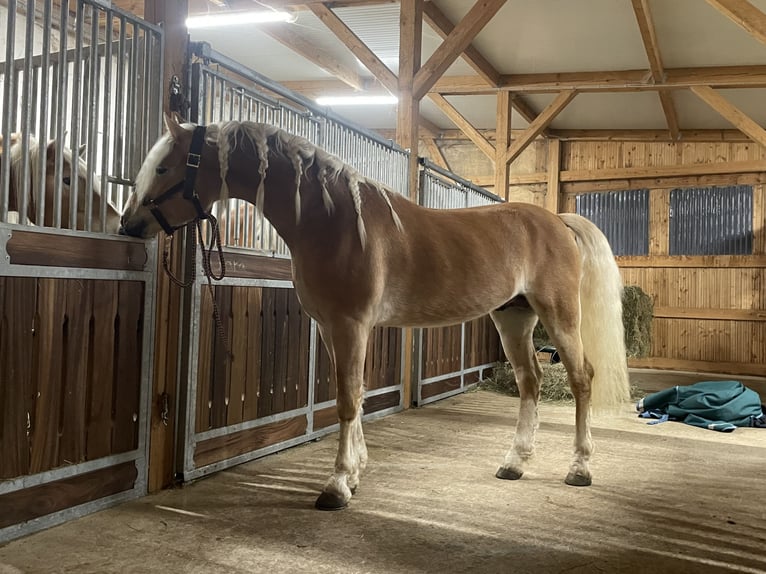 Hafliger Wałach 4 lat 152 cm Kasztanowata in Doenrade
