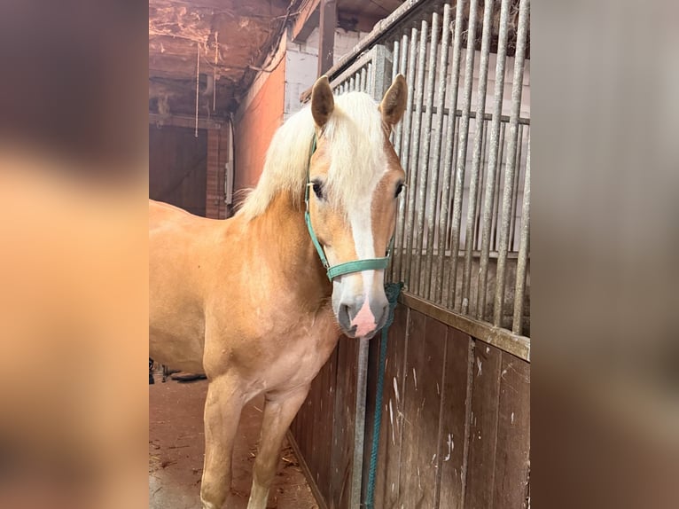 Hafliger Wałach 4 lat 152 cm Kasztanowata in Meinersen