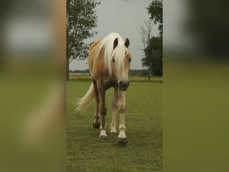 Hafliger Wałach 4 lat 153 cm Izabelowata in Wackerow