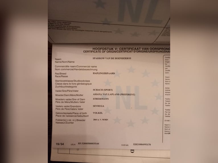 Hafliger Wałach 4 lat 155 cm Kasztanowata in Wassenaar