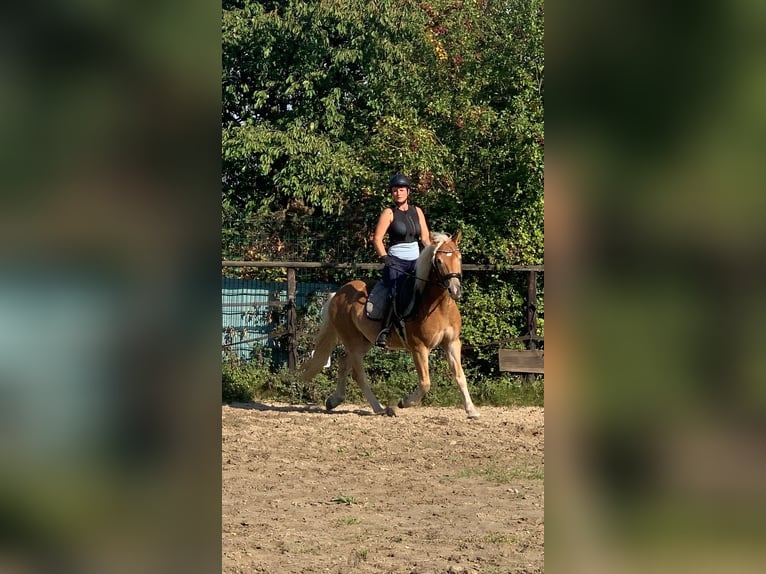 Hafliger Mix Wałach 5 lat 145 cm Kasztanowata in Buchholz (Westerwald)Asbach