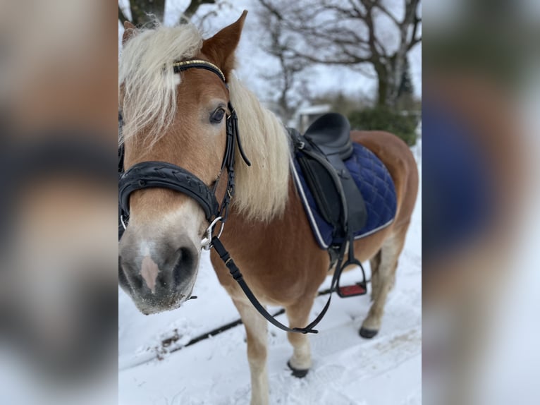 Hafliger Mix Wałach 5 lat 145 cm Kasztanowata in Buchholz (Westerwald)Asbach