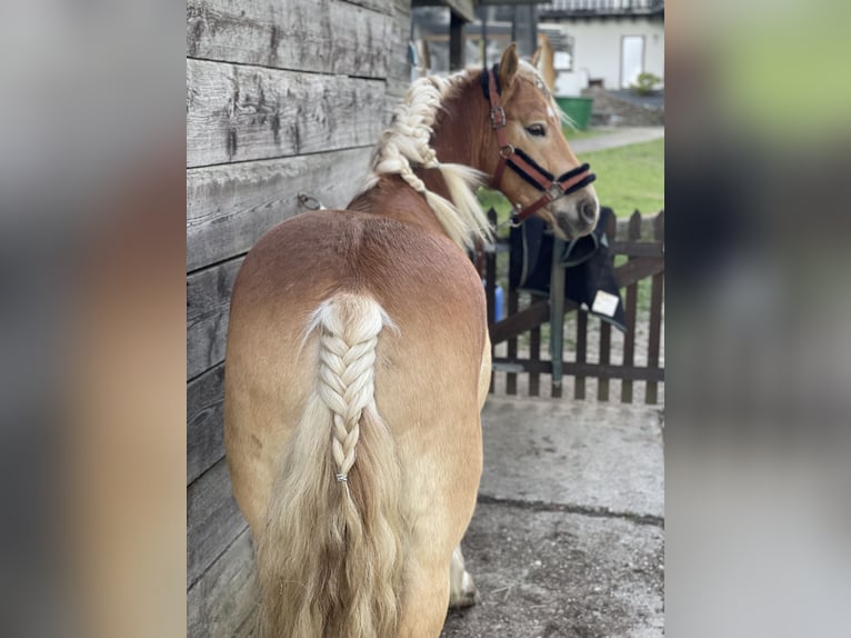 Hafliger Mix Wałach 5 lat 145 cm Kasztanowata in Buchholz (Westerwald)Asbach