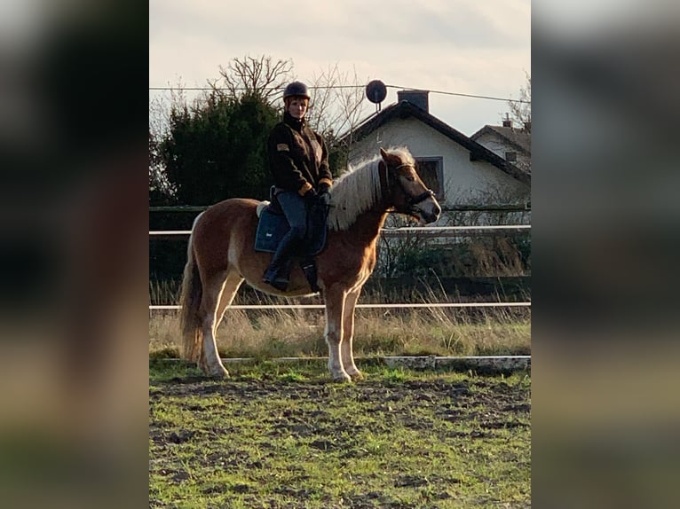 Hafliger Mix Wałach 5 lat 145 cm Kasztanowata in Buchholz (Westerwald)Asbach
