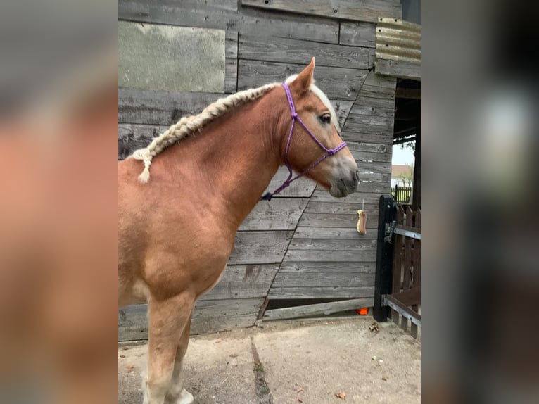 Hafliger Mix Wałach 5 lat 145 cm Kasztanowata in Buchholz (Westerwald)Asbach