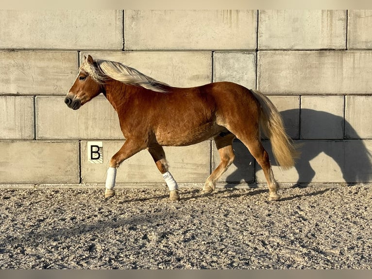 Hafliger Wałach 5 lat 145 cm in Wiesenfelden