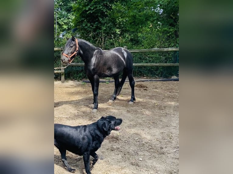 Hafliger Mix Wałach 5 lat 146 cm Kara in Herten