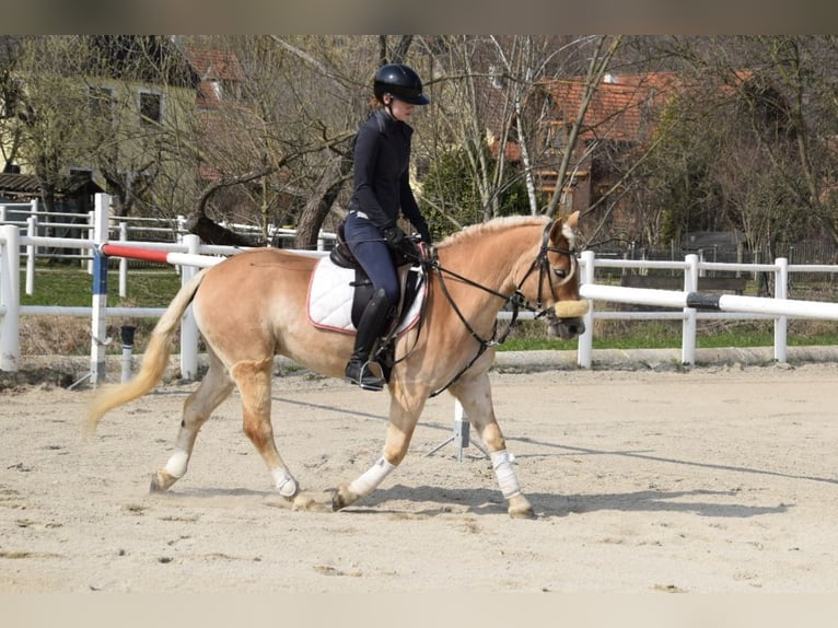 Hafliger Wałach 5 lat 147 cm Izabelowata in Strass im strassertal