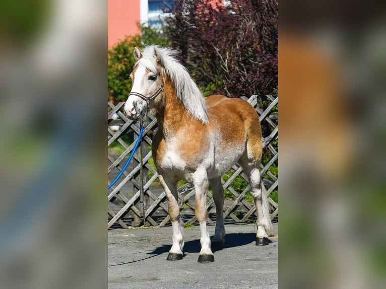 Hafliger Mix Wałach 5 lat 147 cm  in Békéscsaba