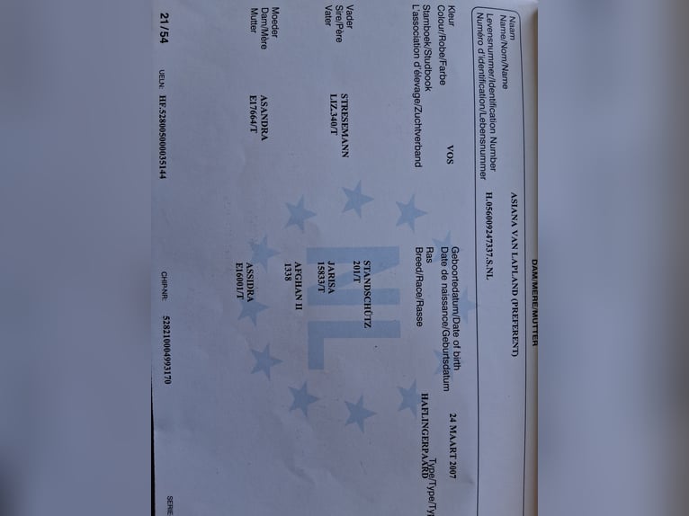 Hafliger Wałach 5 lat 151 cm Kasztanowata in Wassenaar