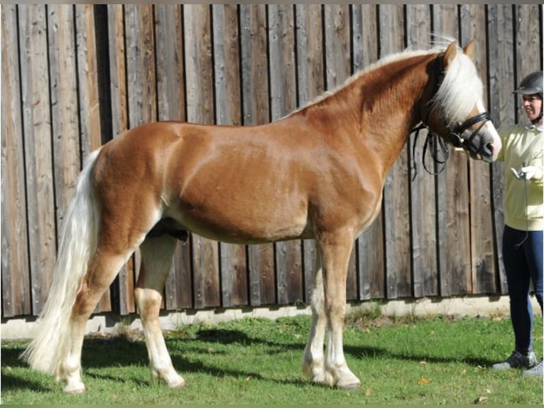 Hafliger Wałach 5 lat 152 cm Kasztanowata in SuhlendorfSuhlendorf