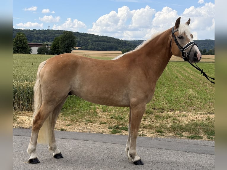 Hafliger Wałach 5 lat 154 cm Kasztanowata in Riedlingen