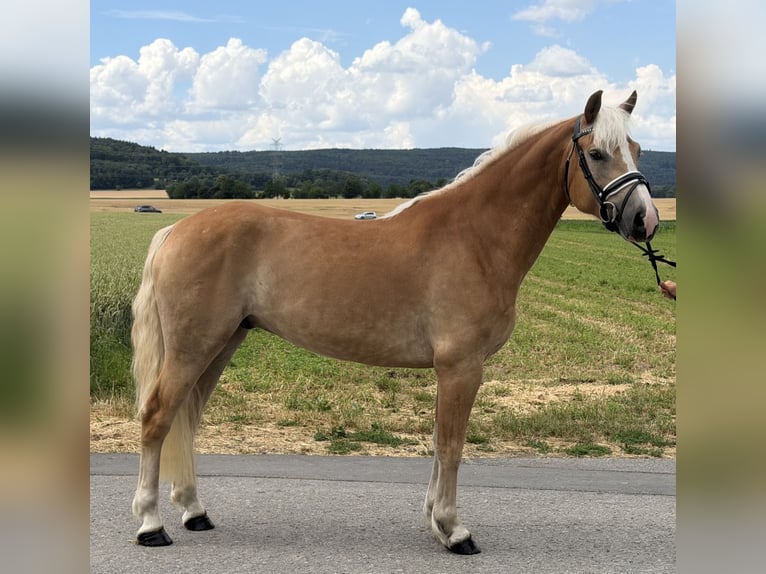 Hafliger Wałach 5 lat 154 cm Kasztanowata in Riedlingen