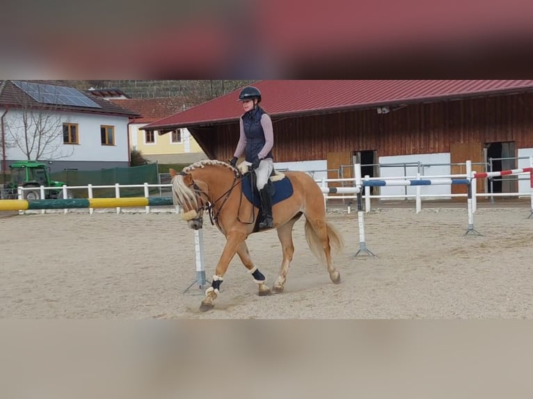 Hafliger Wałach 5 lat 155 cm Izabelowata in Strass im strassertal