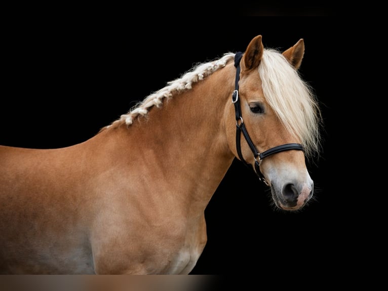 Hafliger Wałach 5 lat 155 cm Izabelowata in Strass im strassertal
