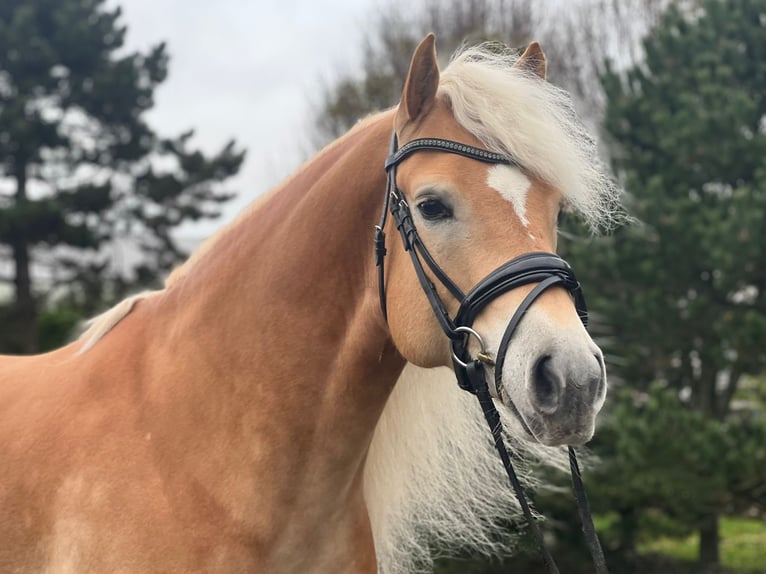 Hafliger Wałach 5 lat 155 cm Kasztanowata in Wervershoof