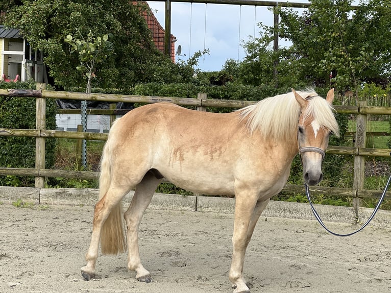 Hafliger Wałach 5 lat 155 cm  in Ratzeburg