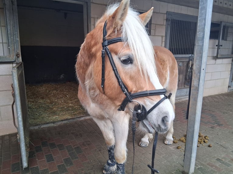 Hafliger Wałach 5 lat 160 cm Kasztanowata in Marpingen