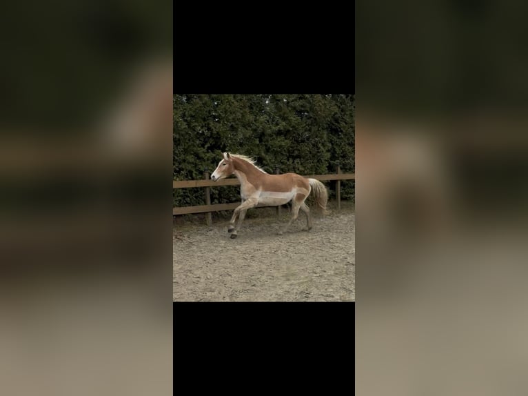 Hafliger Wałach 6 lat 145 cm Kasztanowata in Remscheid