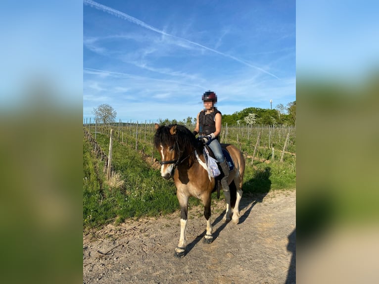 Hafliger Mix Wałach 6 lat 146 cm Srokata in Eltville am Rhein