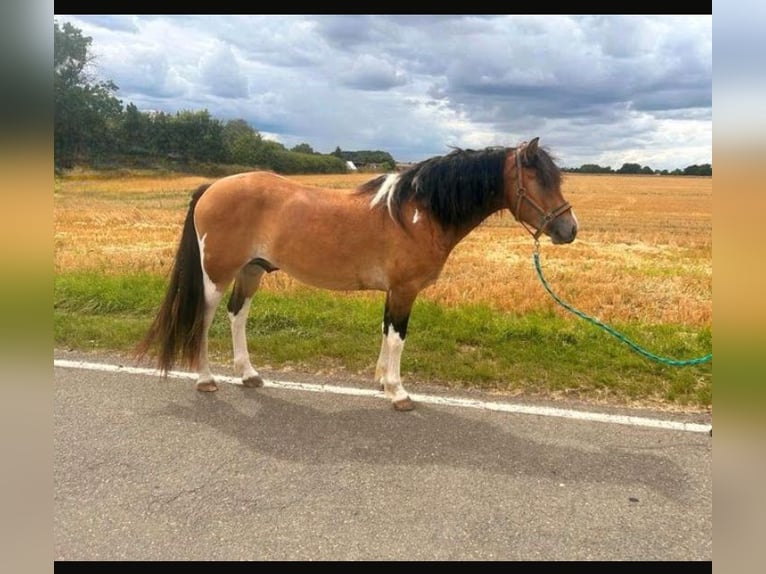 Hafliger Mix Wałach 6 lat 146 cm Srokata in Eltville am Rhein