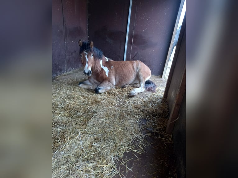 Hafliger Mix Wałach 6 lat 146 cm Srokata in Eltville am Rhein