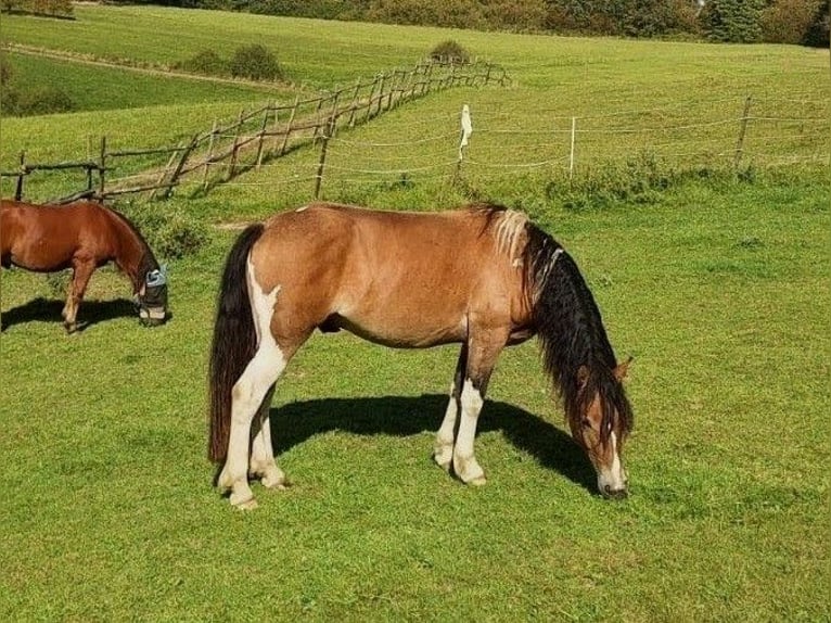 Hafliger Mix Wałach 6 lat 146 cm Srokata in Eltville am Rhein