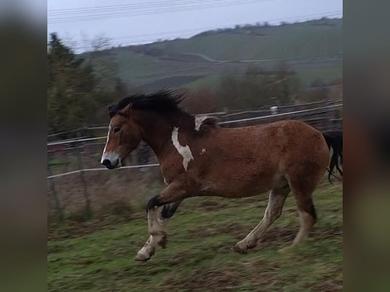 Hafliger Mix Wałach 6 lat 146 cm Srokata in Eltville am Rhein