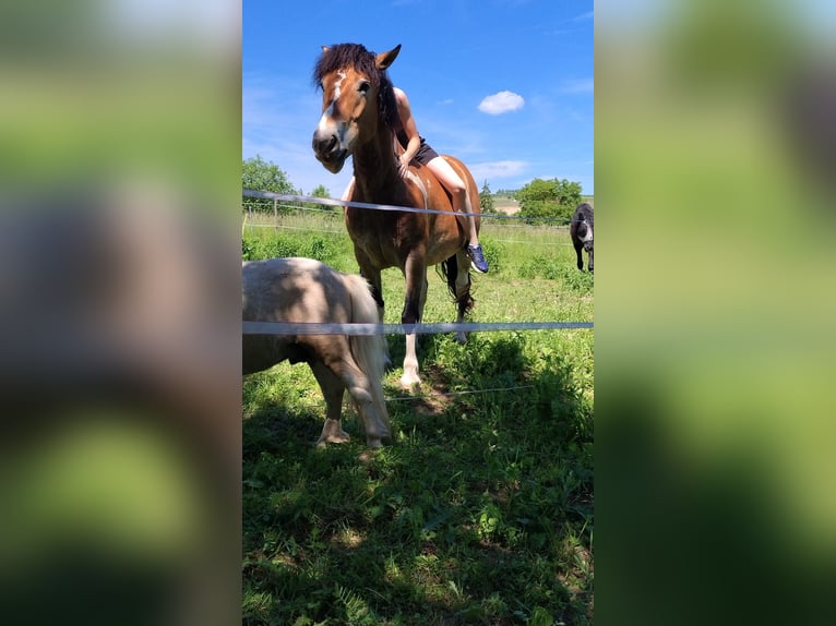Hafliger Mix Wałach 6 lat 146 cm Srokata in Eltville am Rhein