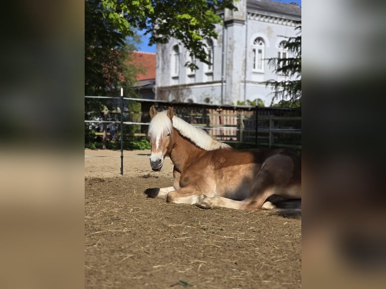 Hafliger Wałach 6 lat 148 cm Kasztanowata in Erkerode
