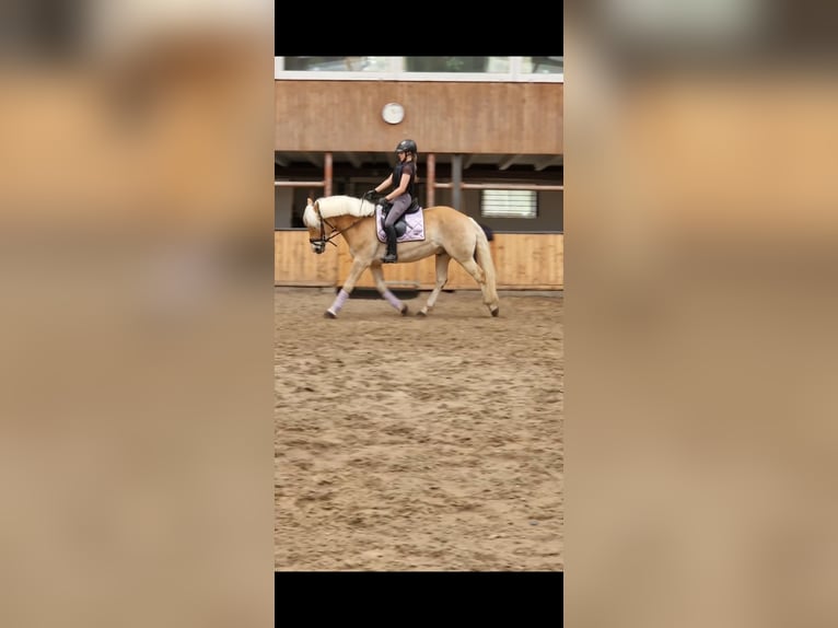 Hafliger Wałach 6 lat 148 cm Kasztanowata in Oldenburg