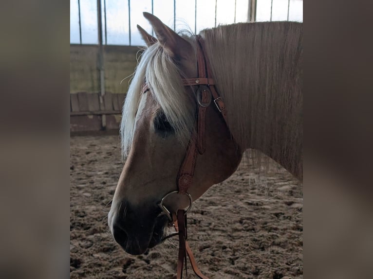 Hafliger Wałach 6 lat 148 cm Kasztanowata in Rodgau