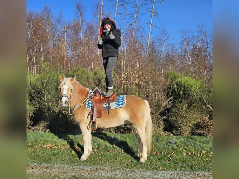 Hafliger Wałach 6 lat 150 cm Kasztanowata in Linkenbach