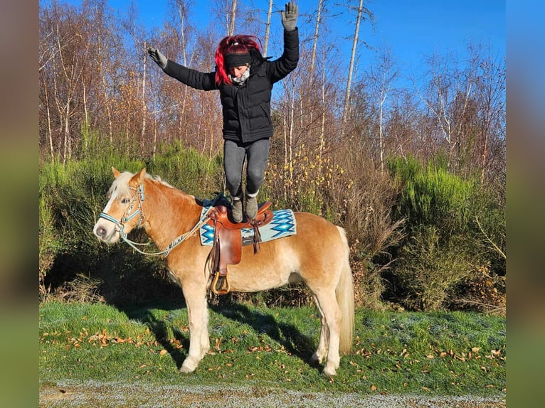 Hafliger Wałach 6 lat 150 cm Kasztanowata in Linkenbach