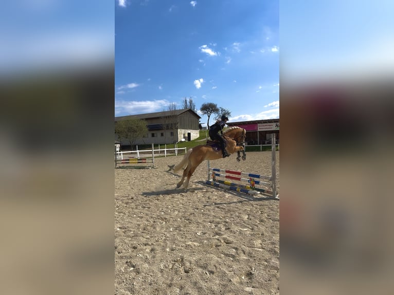 Hafliger Wałach 6 lat 150 cm Kasztanowata in St. Pölten