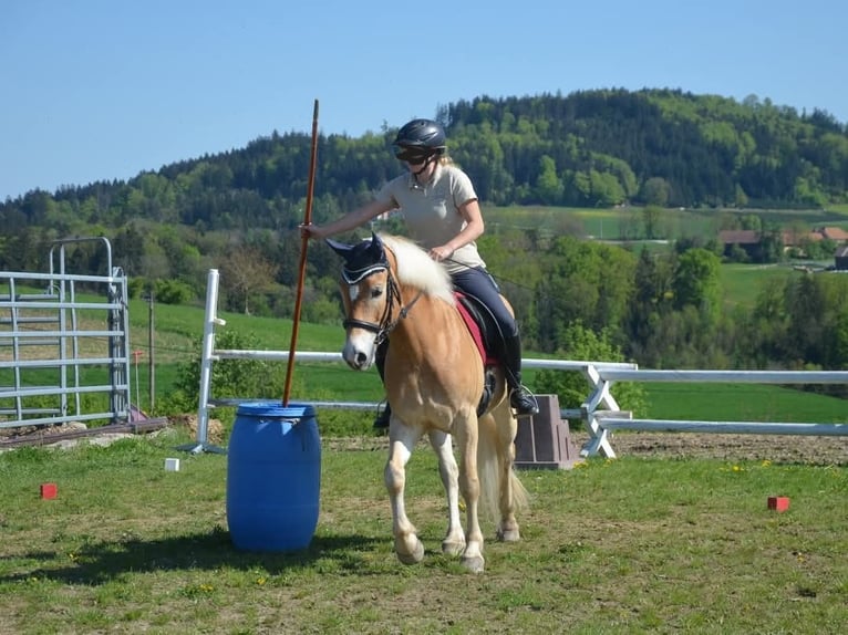 Hafliger Wałach 6 lat 150 cm in Gramastetten