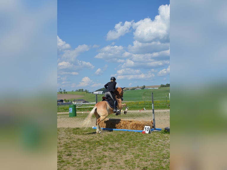 Hafliger Wałach 6 lat 150 cm in Gramastetten