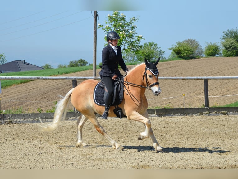 Hafliger Wałach 6 lat 150 cm in Gramastetten