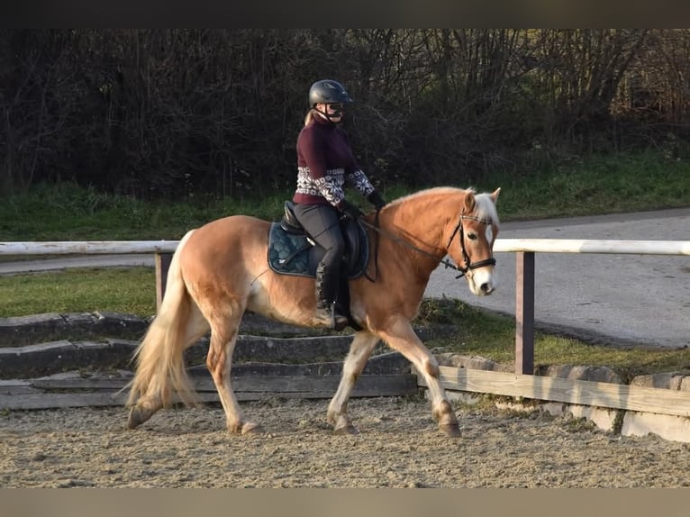 Hafliger Wałach 6 lat 150 cm in Gramastetten